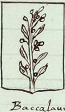 Coa fam ITA baccalauro BCUD 207.png