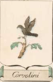 Coa fam ITA corvolini blbo.png