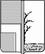 File:Coa fam ITA spini2 LEOM.gif